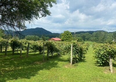 Vineyard Wedding Venue Scenery