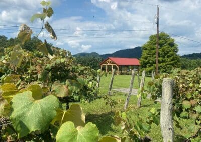 Vineyard Wedding Venue Scenery