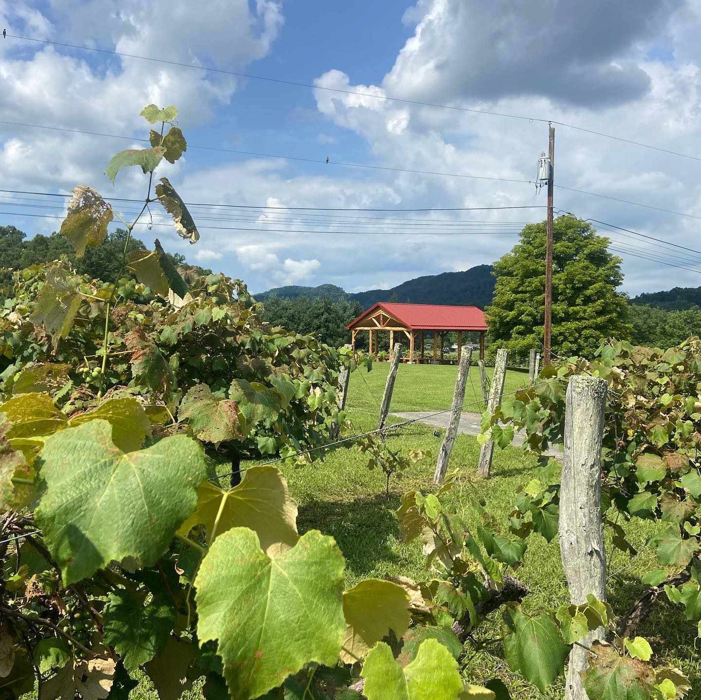 Vineyard Wedding Venue Scenery