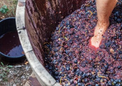 Foot Crushing Grapes